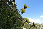 59 Fiori di Cariofillata montana (Geum montanum)